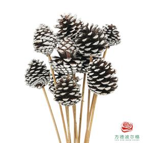 松果 -白色 10枝一扎