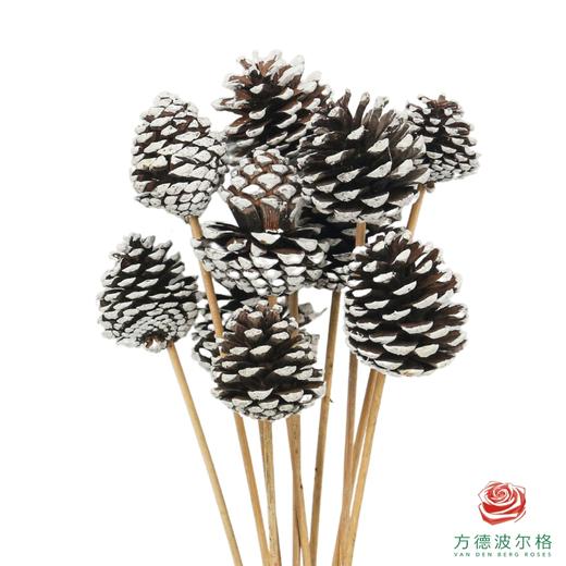 松果 -白色 10枝一扎 商品图0