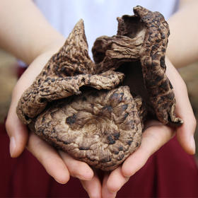 【西藏野生虎掌菌】海拔4000米以上西藏昌都野生虎掌菌