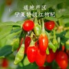 童涵春堂宁夏红枸杞大颗特级-120g 商品缩略图1