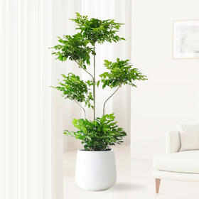 甄选绿植——幸福树