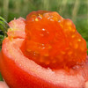 特惠活动『攀枝花露天沙瓤番茄』自有番茄园，沙瓤细腻，果肉肥厚 商品缩略图2
