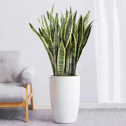 甄选绿植——虎皮兰 商品图0