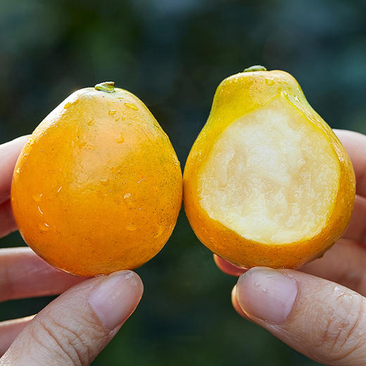 脆蜜金桔 果形超大   纯甜多汁   饱满光滑  皮薄无渣  皮脆肉嫩   礼盒包装  送礼自吃都合适 商品图0