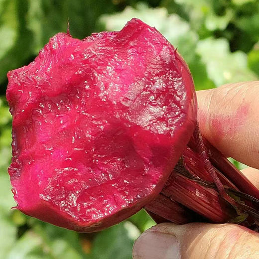 云南新鲜有机红甜菜根 榨汁生吃菜头顺丰发货5斤装 商品图2