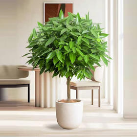 甄选绿植——平安树