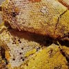 纯天然野生蜂蜜 500克/瓶 商品缩略图2