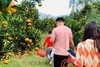 正宗永春芦柑（基地自产，绿色认证）10斤装（中大果） 商品缩略图5