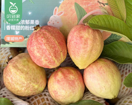 广东胭脂红芭乐（1.1kg±50g/盒 6-8颗） 商品图2