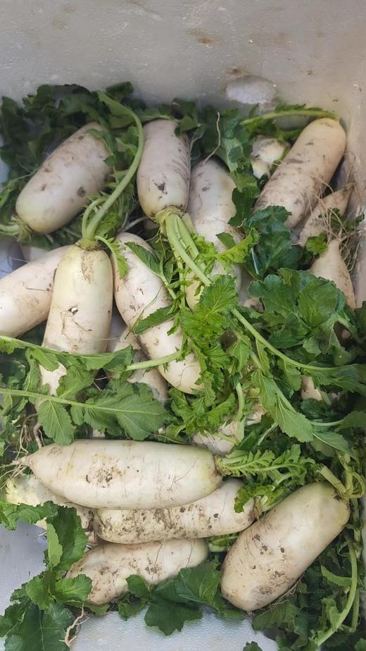 云南有机蔬菜自选（当季蔬菜，每天下午三点前截单） 商品图1