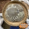 鳖甲 生鳖甲    敲成小块 干净 商品缩略图2