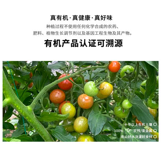 暖壹有机圣女果(红黄色）500g 商品图0