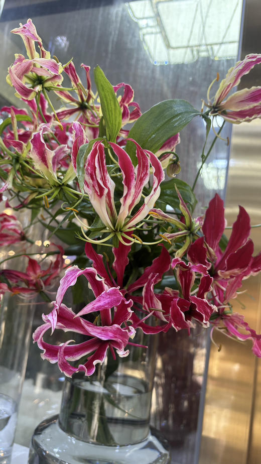 【国产嘉兰 】红色 5枝/扎（非质量问题，不予售后，介意慎拍） 商品图6