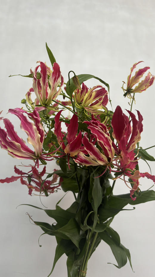 【国产嘉兰 】红色 5枝/扎（非质量问题，不予售后，介意慎拍） 商品图9