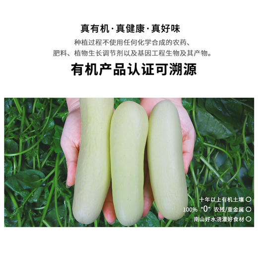 暖壹有机黄瓜（白皮）500g 商品图1