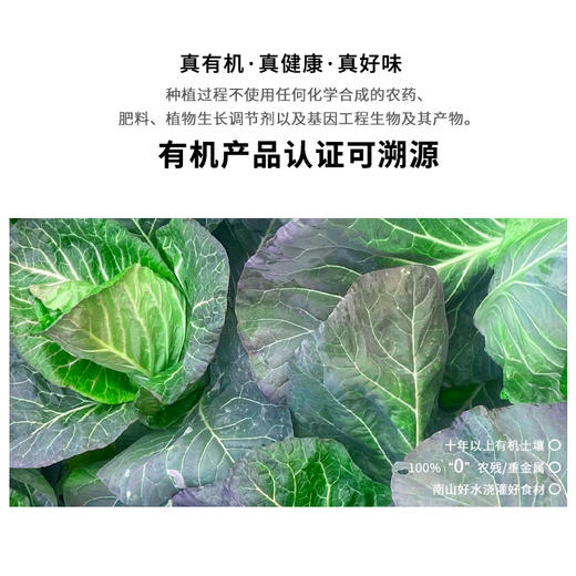 暖壹有机牛心甘蓝500g 商品图0