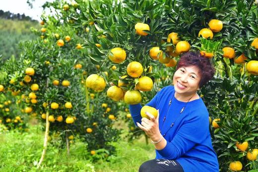 正宗永春芦柑（基地自产，绿色认证）10斤装（中大果） 商品图4