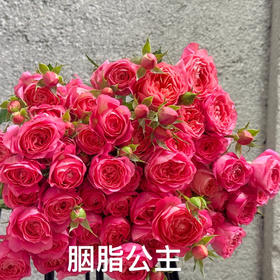 多头玫瑰.胭脂公主B级