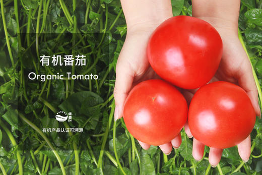 暖壹有机番茄500g 商品图1