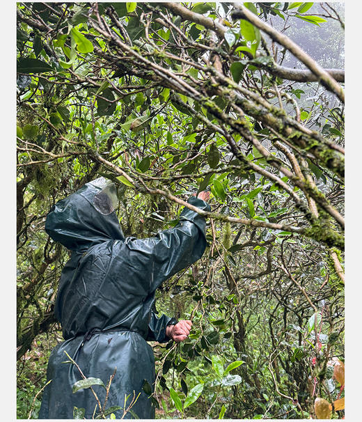 高枞水仙 正岩 荔枝木碳焙 6泡*8.3克 约50克 老枞味显 岩韵好 商品图8