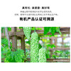 暖壹有机苦瓜500g 商品缩略图0