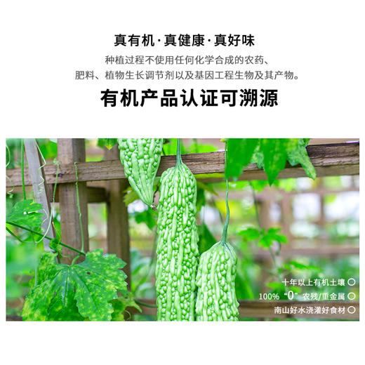 暖壹有机苦瓜500g 商品图0