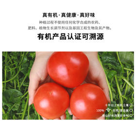 暖壹有机番茄500g