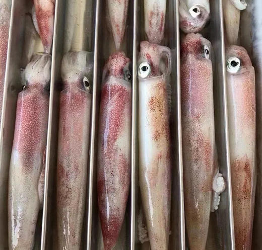 活冻火箭鱿鱼 | 深海野生海钓海鲜 商品图2