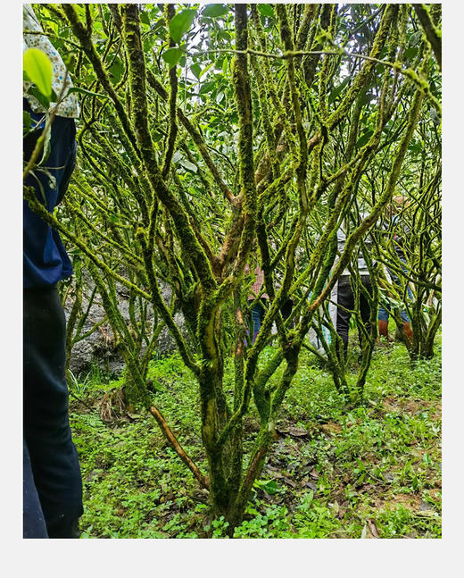 高枞水仙 正岩 荔枝木碳焙 6泡*8.3克 约50克 老枞味显 岩韵好 商品图7