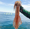活冻火箭鱿鱼 | 深海野生海钓海鲜 商品缩略图0