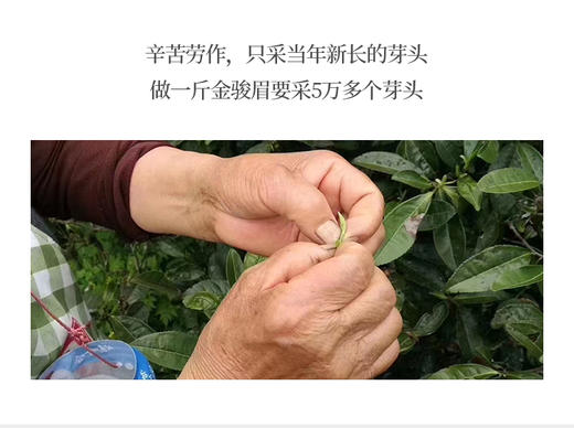 金骏眉 桐木关小菜茶 “桐木本山金” 5克*10泡装 商品图4