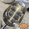 生龟板   龟壳 养殖龟板 可砸小 商品缩略图2