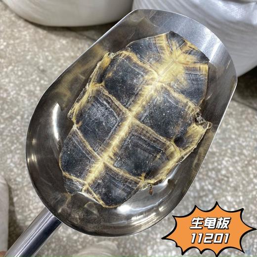 生龟板   龟壳 养殖龟板 可砸小 商品图2
