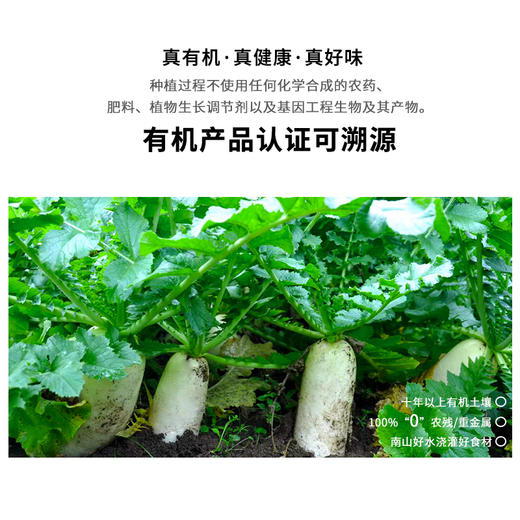  暖壹有机白萝卜500g 商品图1