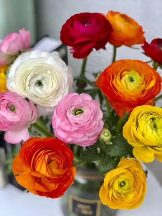混色洋牡丹，10支/束 商品图2