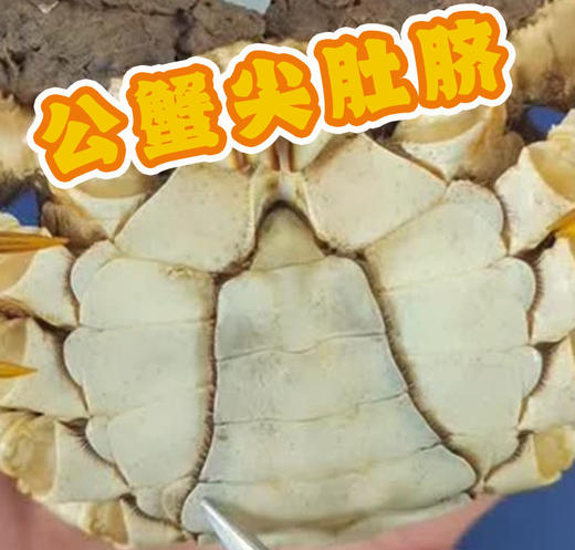 【门店发售】江苏精品湖大闸蟹直供（公蟹3.8-4.2两） 商品图2
