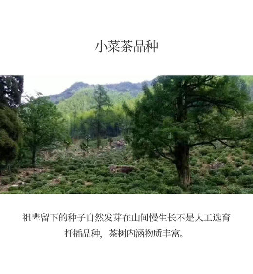 金骏眉 桐木关小菜茶 “桐木本山金” 5克*10泡装 商品图5