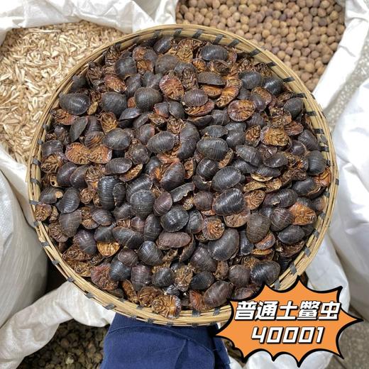 金边土元   土鳖虫土元中华土鳖虫地乌龟100g起购 商品图3