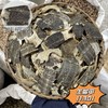鳖甲 生鳖甲    敲成小块 干净 商品缩略图1