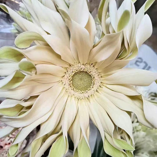 卷边非洲菊 商品图0