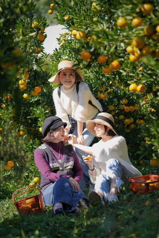 正宗永春芦柑（基地自产，绿色认证）10斤装（中大果） 商品图6