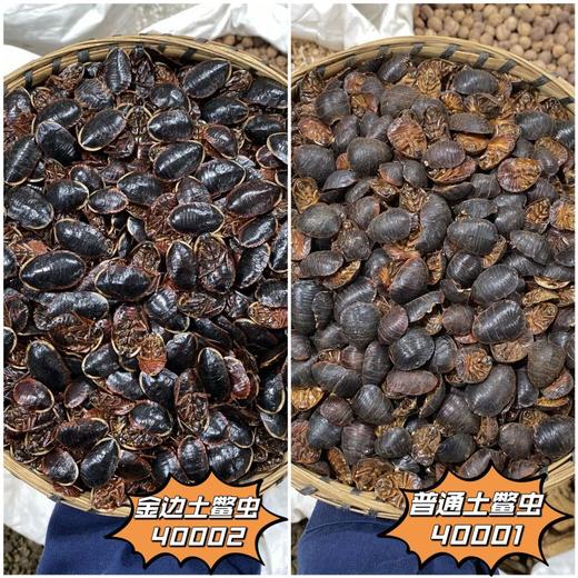 金边土元   土鳖虫土元中华土鳖虫地乌龟100g起购 商品图0