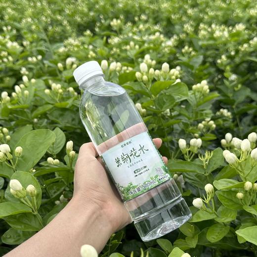 茉莉花水500ml*9瓶装广西横县茉莉花玉兰花桂花饮用水0脂0添包邮 商品图1
