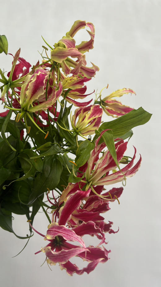 【国产嘉兰 】红色 5枝/扎（非质量问题，不予售后，介意慎拍） 商品图8