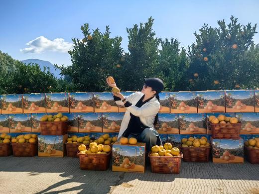 正宗永春芦柑（基地自产，绿色认证）10斤装（中大果） 商品图3