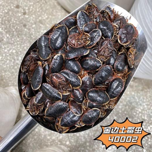 金边土元   土鳖虫土元中华土鳖虫地乌龟100g起购 商品图2