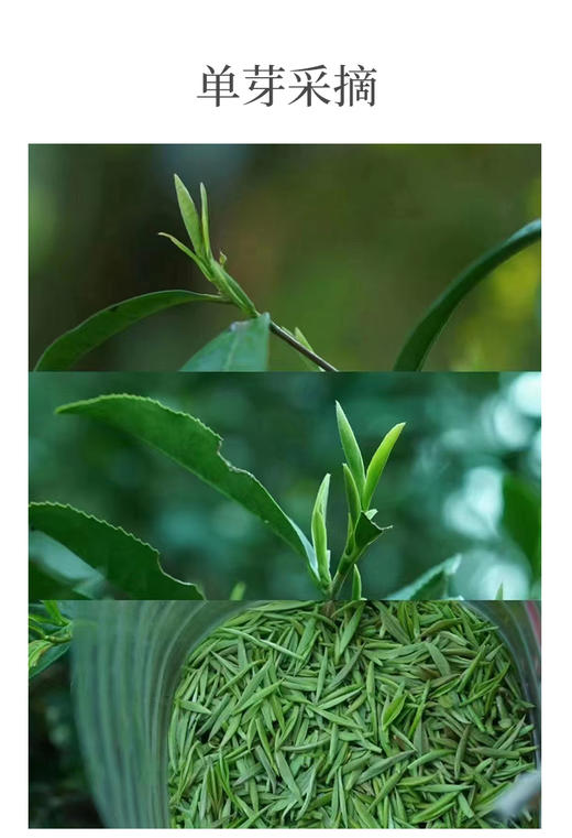 金骏眉 桐木关小菜茶 “桐木本山金” 5克*10泡装 商品图3