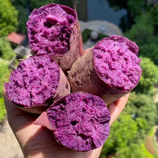 川山水晶紫薯 商品图0