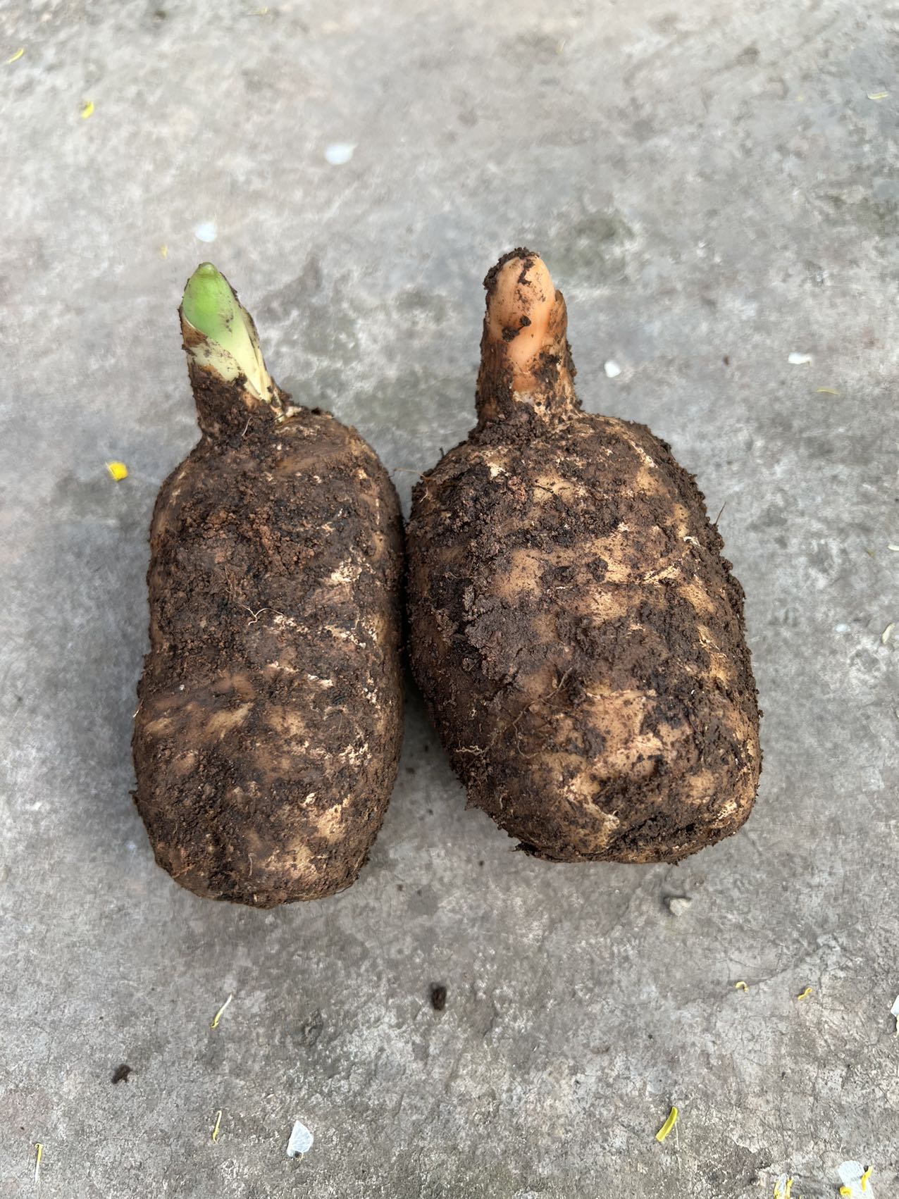 云南生态乌天麻