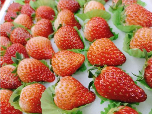 红胶带大板草莓一箱 商品图3